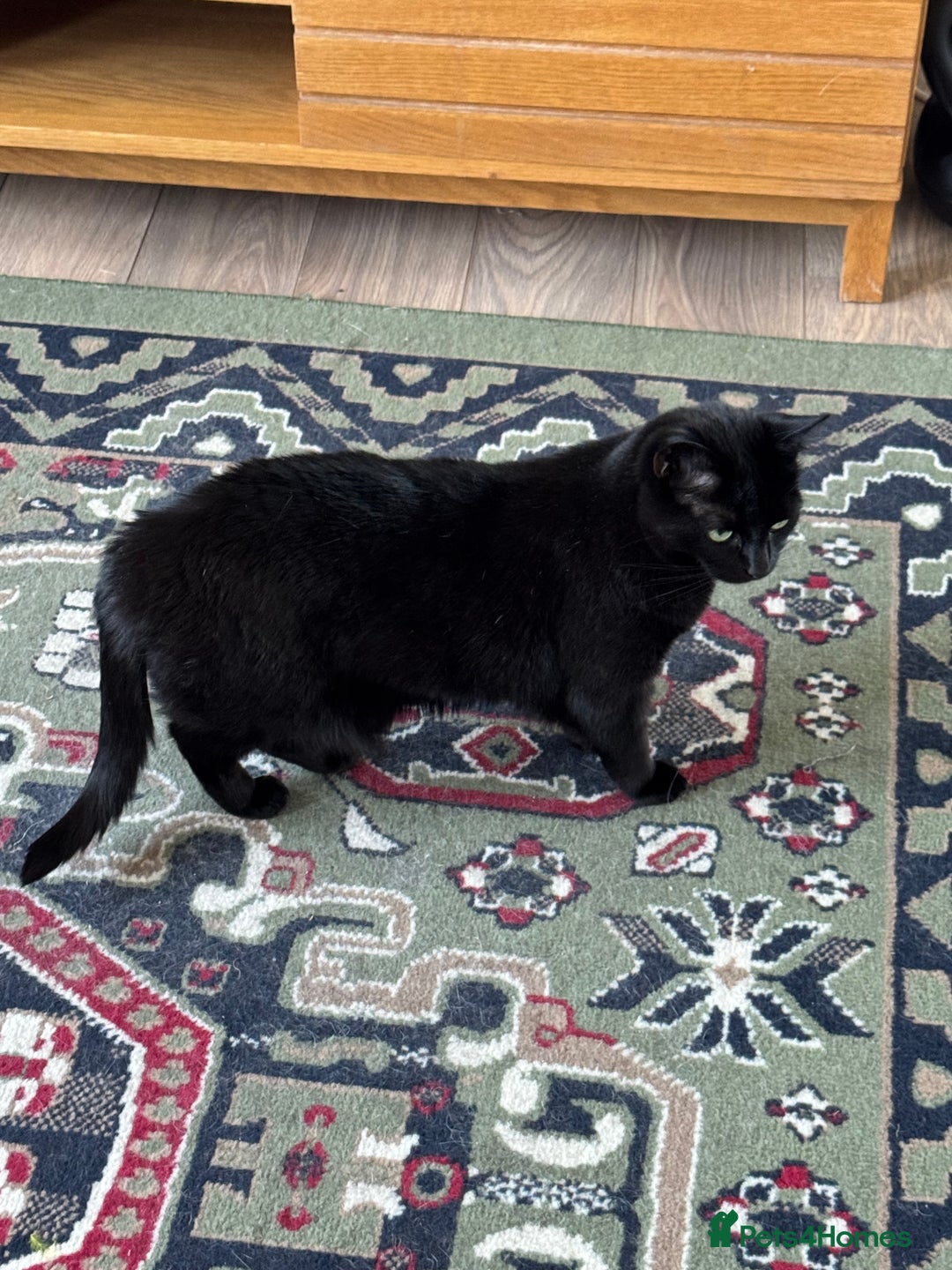 British Longhair cats for sale: 2 cats looking for new home  - Image 1