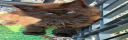 Maine Coon cats for sale: Beautiful Maine Coons from Champion lines  in Saint Agnes - Advert 18