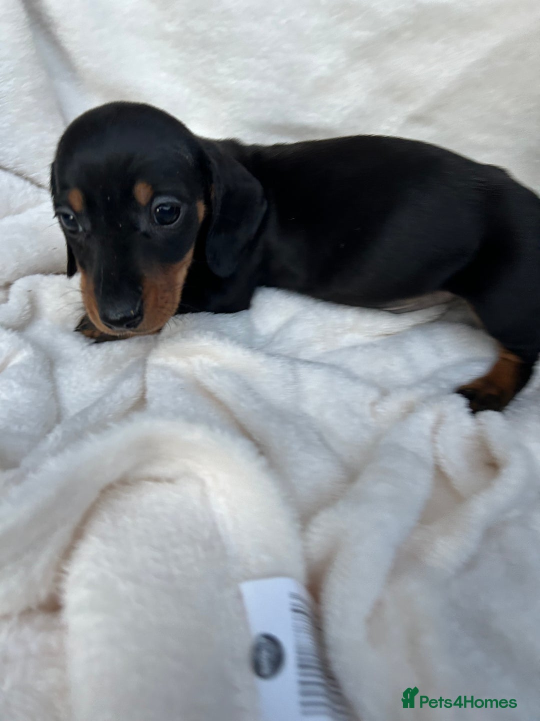 Dachshund dogs for sale: Miniature dashhounds  - Image 6