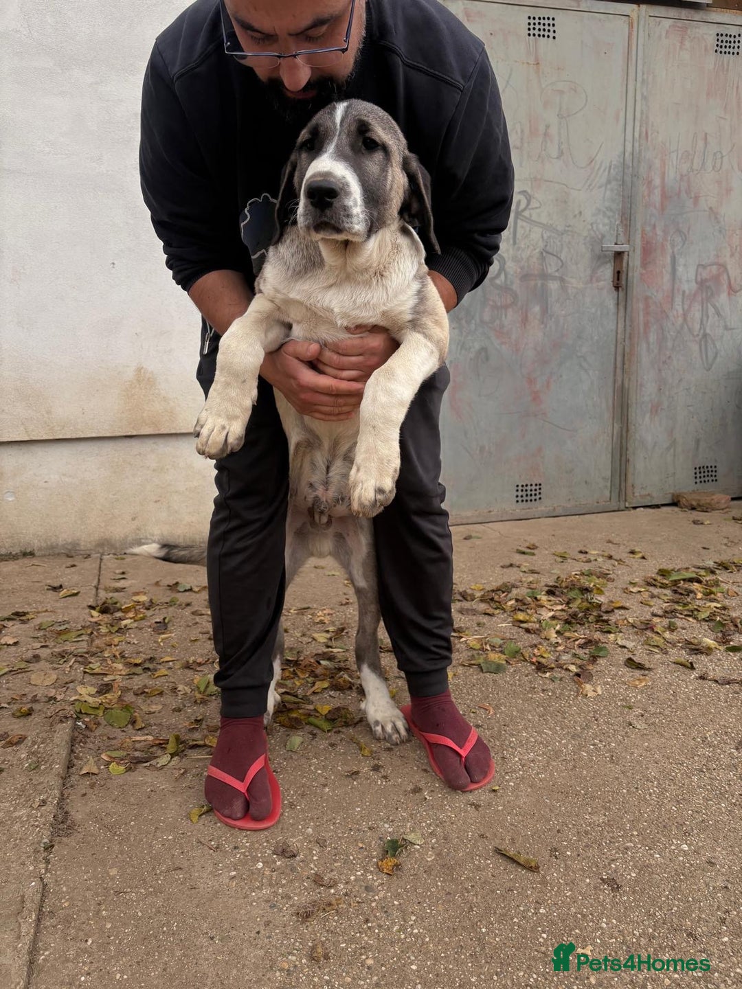 Anatolian Shepherd dogs for sale: Anatolian Shepherd(Malakli) - Image 13