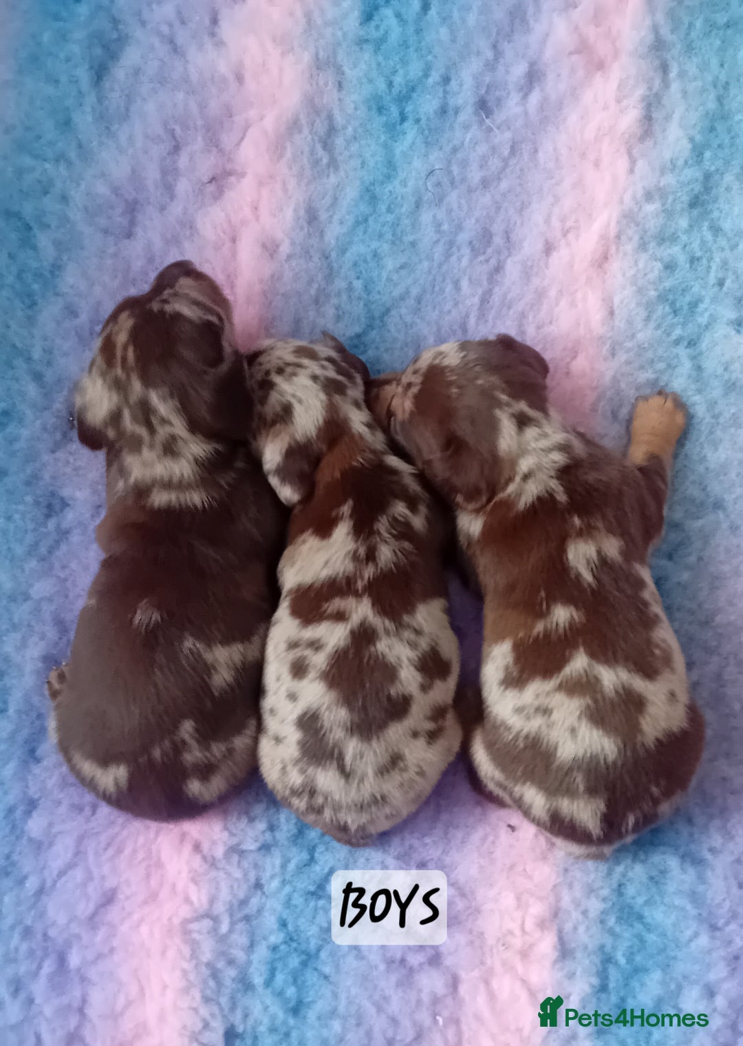 Miniature Dachshund dogs for sale: Miniature Daschund Puppies - Image 9