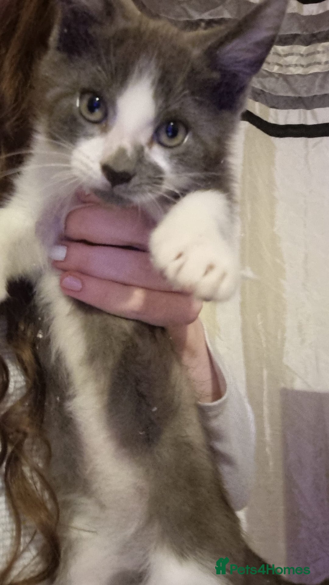 Mixed Breed cats for sale: Kittens - Advert 3