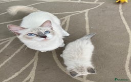 Ragdoll cats for sale: Blue Tabby Pure Breed Ragdoll  - Image 10