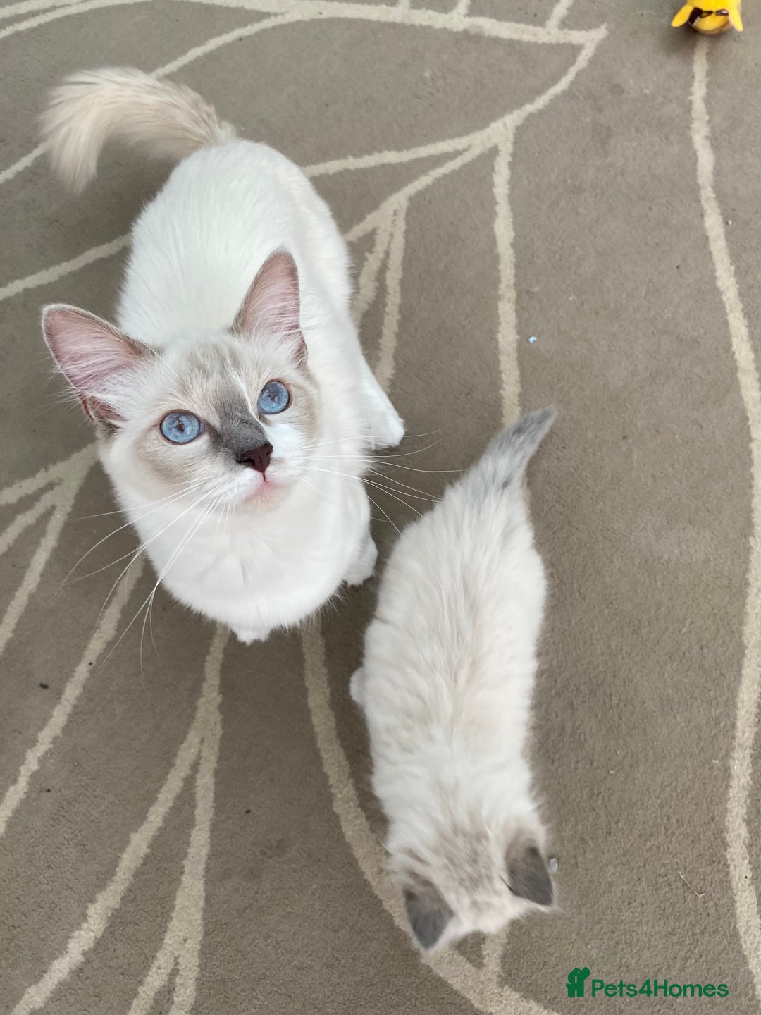 Ragdoll cats for sale: Blue Tabby Pure Breed Ragdoll  - Image 10