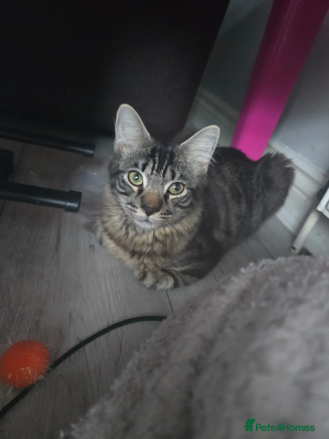 Mixed Breed cats for sale: 3 older kittens - Advert 1