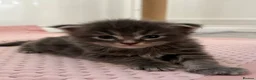 Maine Coon cats for sale: Beautiful Maine Coon Kittens, 2 Boys & 2 Girls - Advert 10
