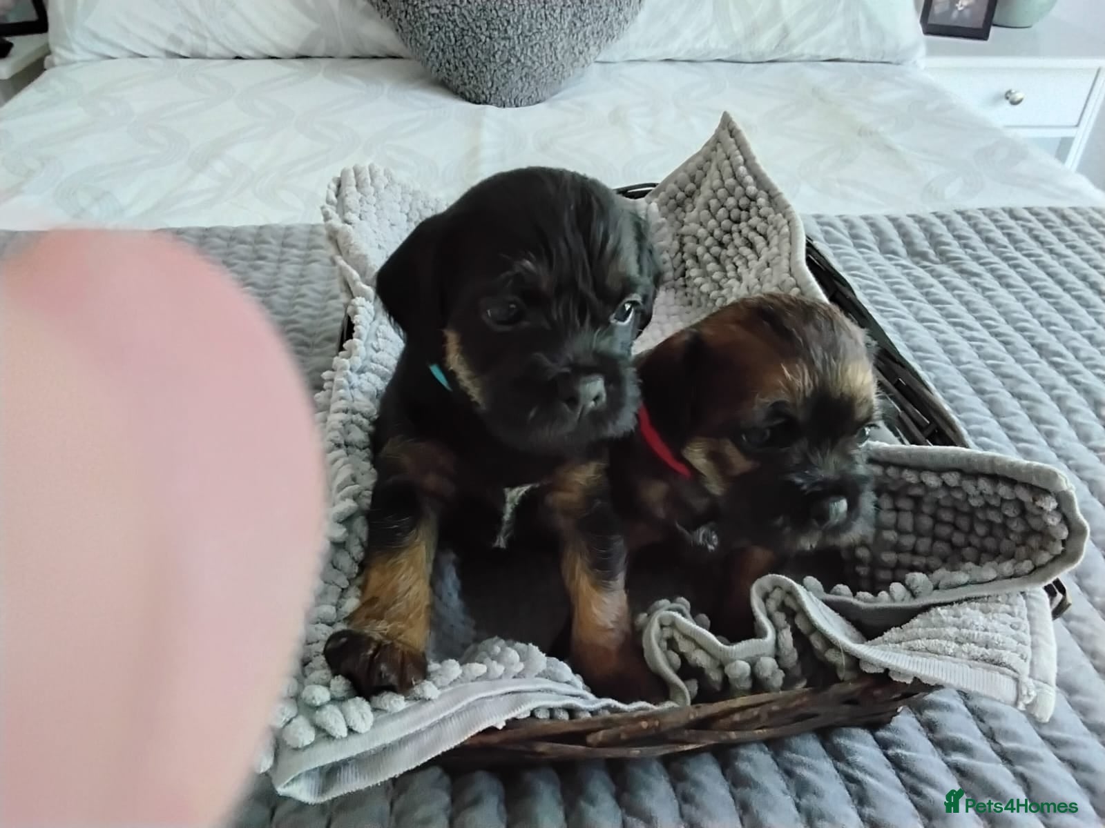 Border Terrier dogs Kc Show Quality Puppies  - Advert 18