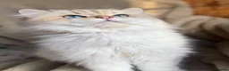 British Shorthair cats for sale: British shorthair golden point Kittens TICA - Advert 21