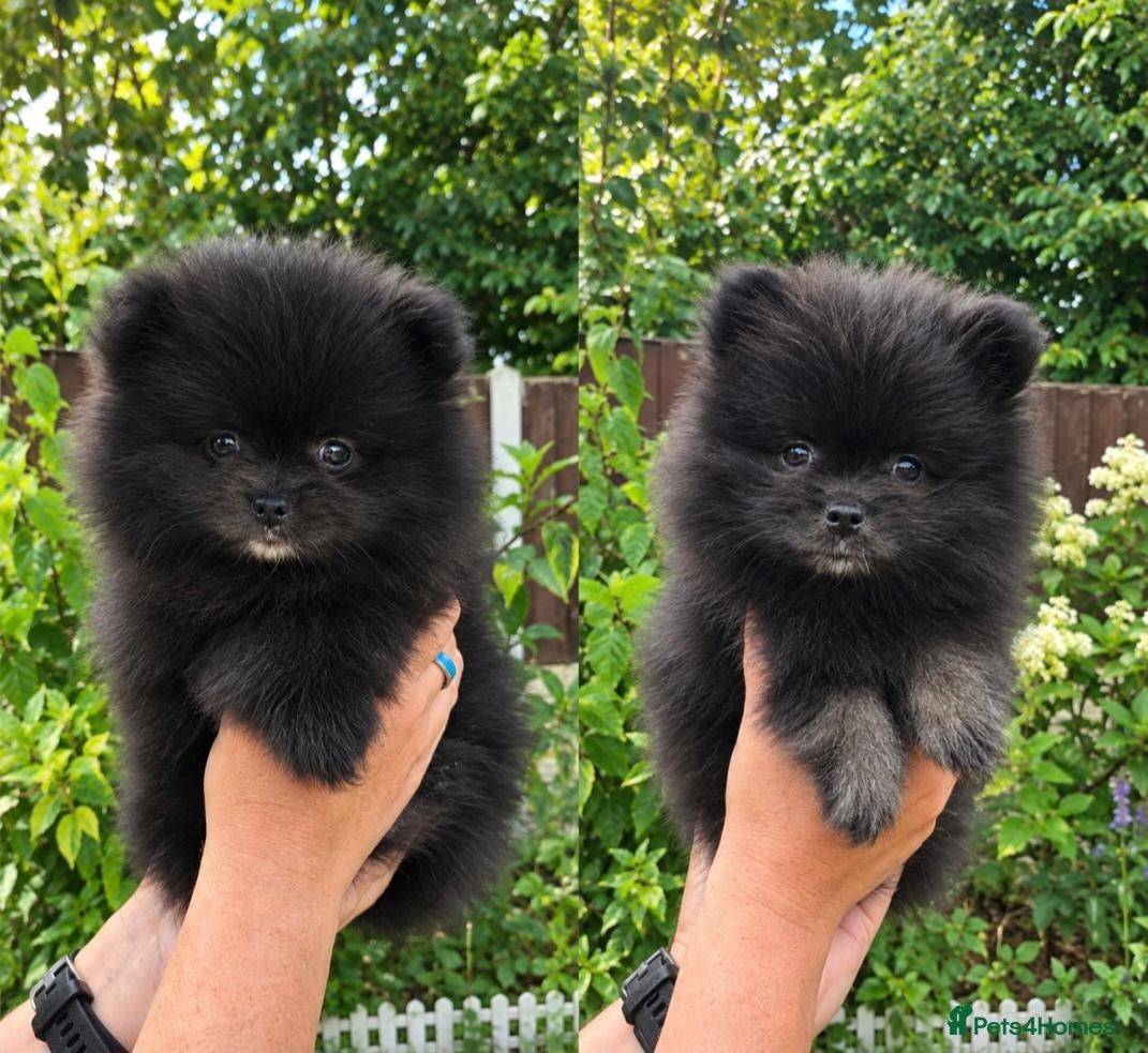 Pomeranian dogs Kennel Club Registered Pomeranian Puppies - Advert 1
