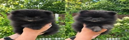 Pomeranian dogs for sale: Kennel Club Registered Pomeranian Puppies - Advert 1