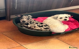 Mixed Breed dogs for sale: Border/Bullie Cross Merle Male Puppy 11 Weeks - Image 11