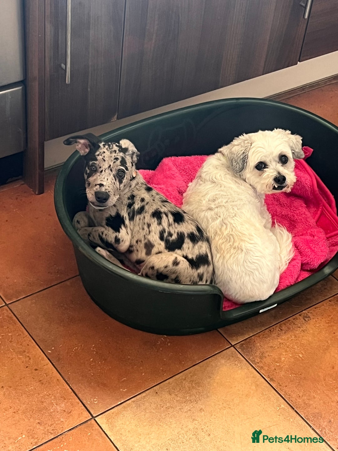 Mixed Breed dogs for sale: Border/Bullie Cross Merle Male Puppy 11 Weeks - Image 11