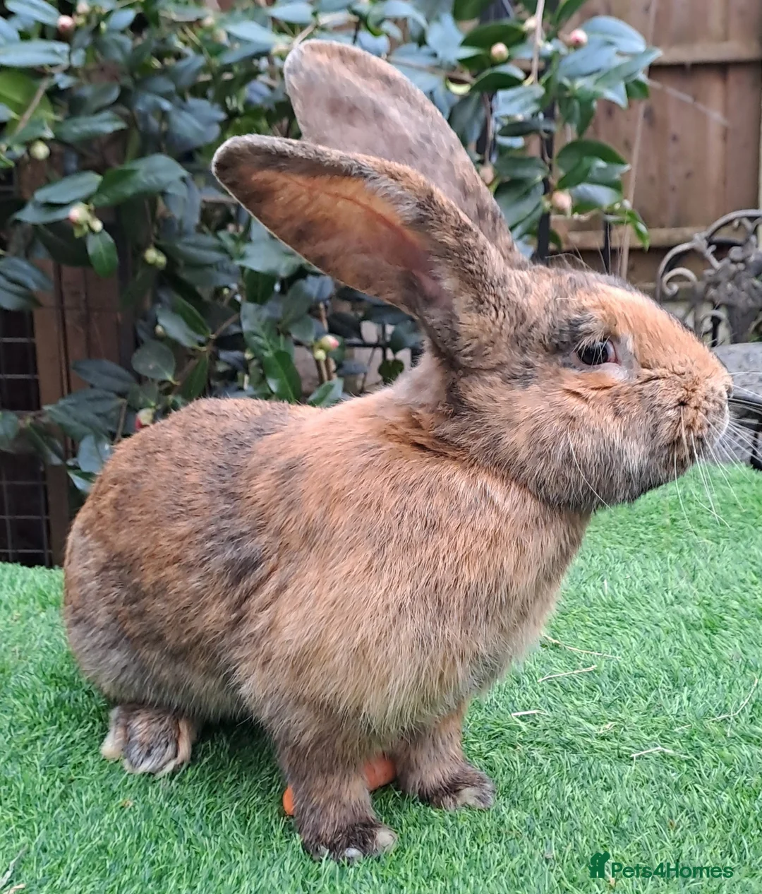 Continental Giant rabbits for sale: Super Stars Stud Service - Beautiful Proven Boys  - Advert 2