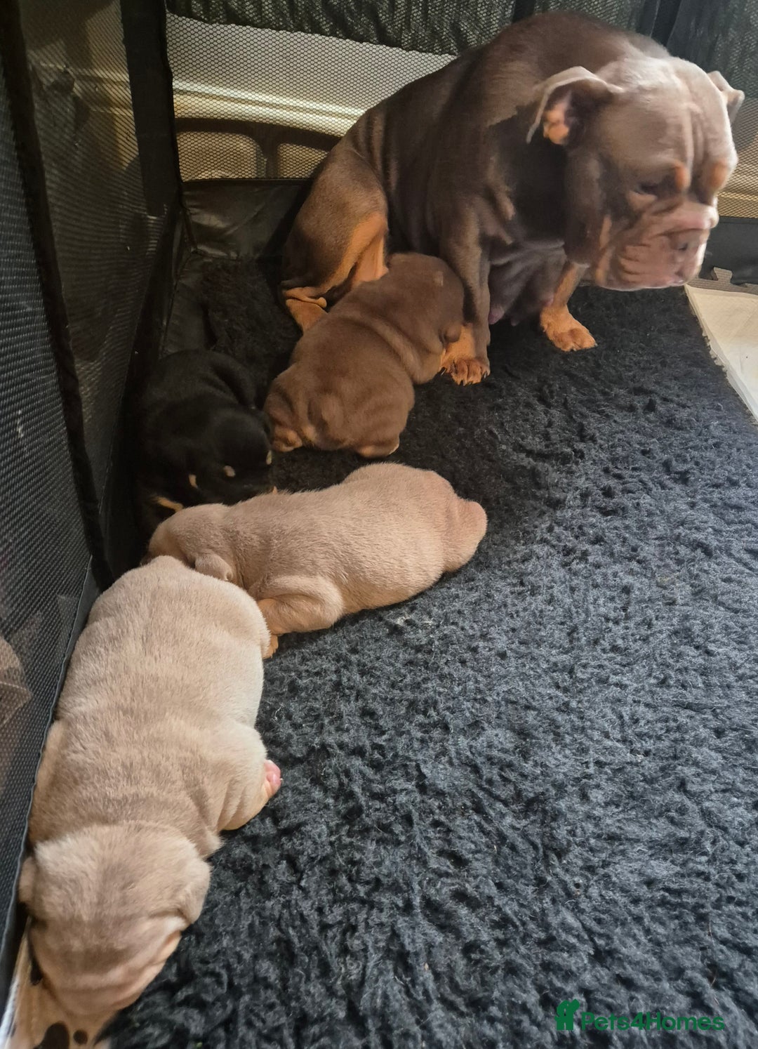 English Bulldog dogs for sale: British bulldog puppies  - Image 2