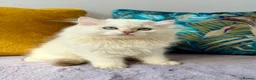 British Longhair cats for sale: Champion lines british longhair kittens - Advert 3