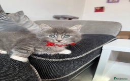British Shorthair cats for sale: Beautiful bred British shorthairs  - Image 33
