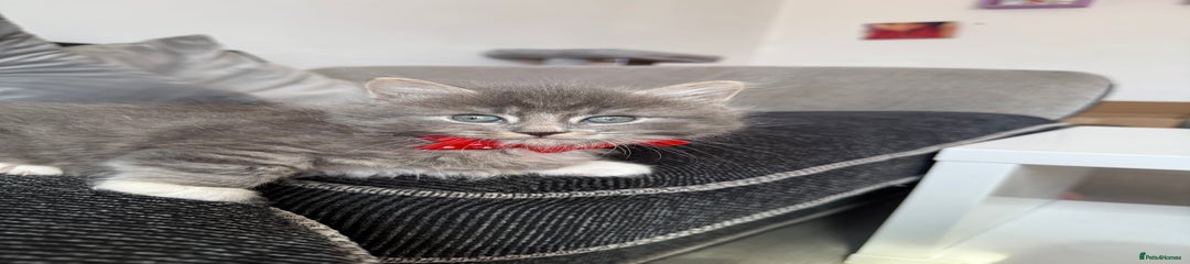 British Shorthair Kitten 2