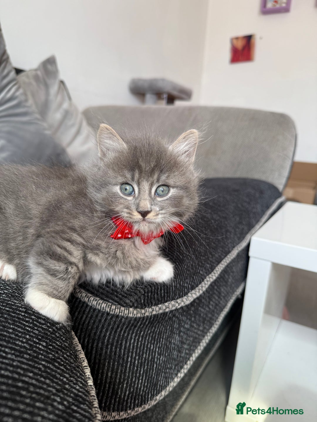 British Shorthair cats for sale: Beautiful bred British shorthairs  - Image 33
