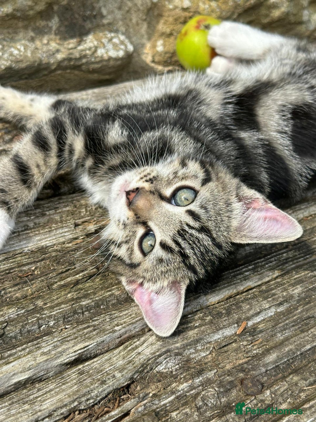 Bengal cats for sale: Stunning Bengal Plus - Image 32