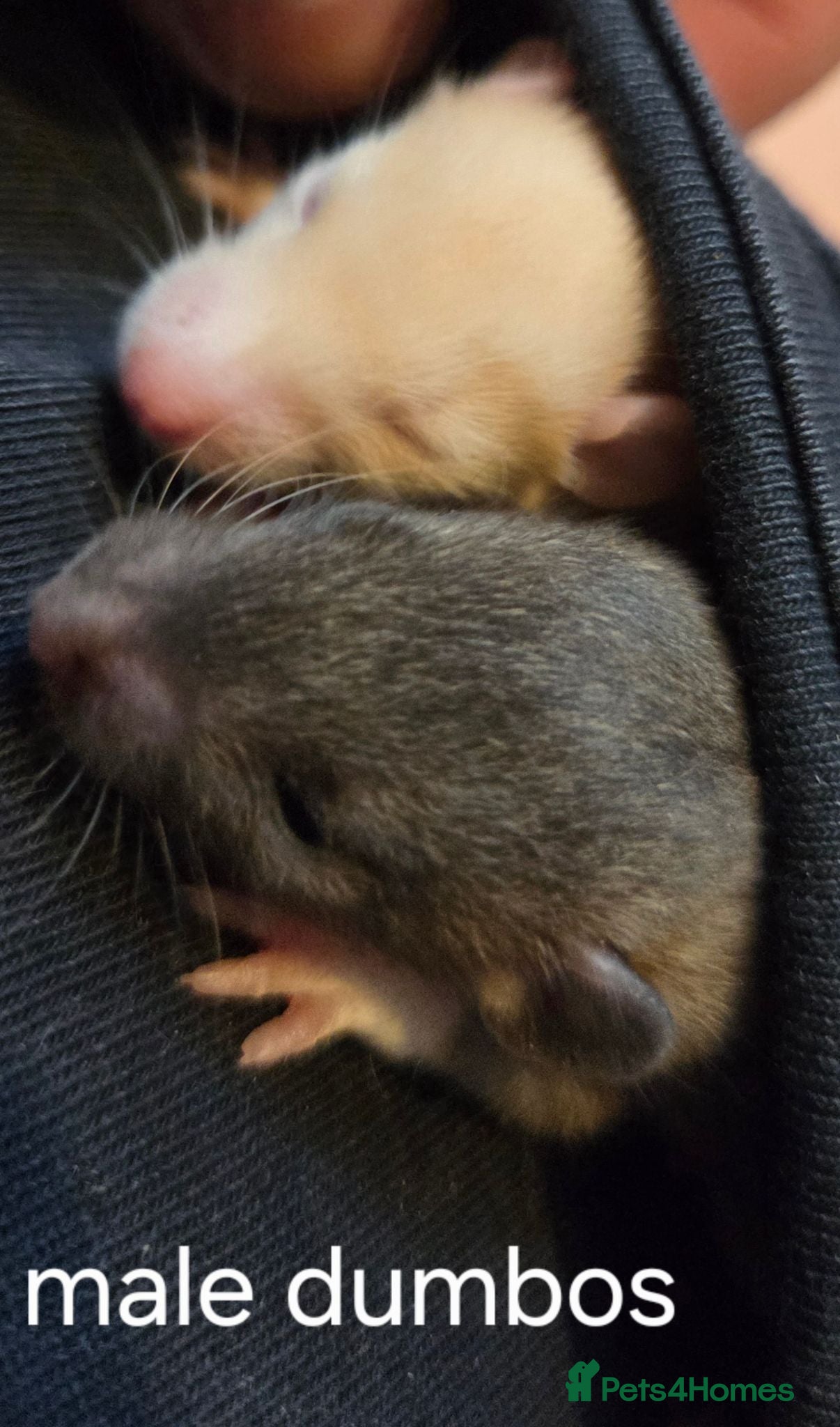 Rat rodents Dumbos and fancy rats ready now.  - Advert 1