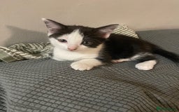 Abyssinian cats for sale: Female kitten available! - Image 2