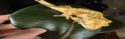 Gecko reptiles for sale: Crested gecko breeding collection  - Advert 9