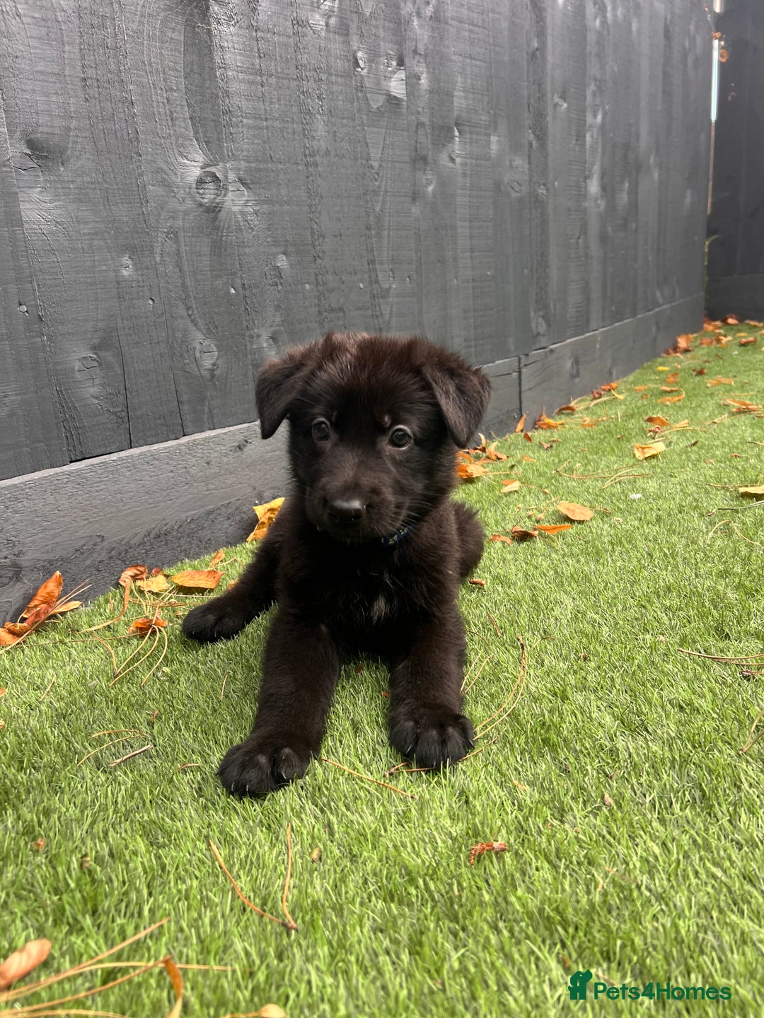 German Shepherd dogs for sale: German Shepherd Puppies, Ready to leave next week - Image 15