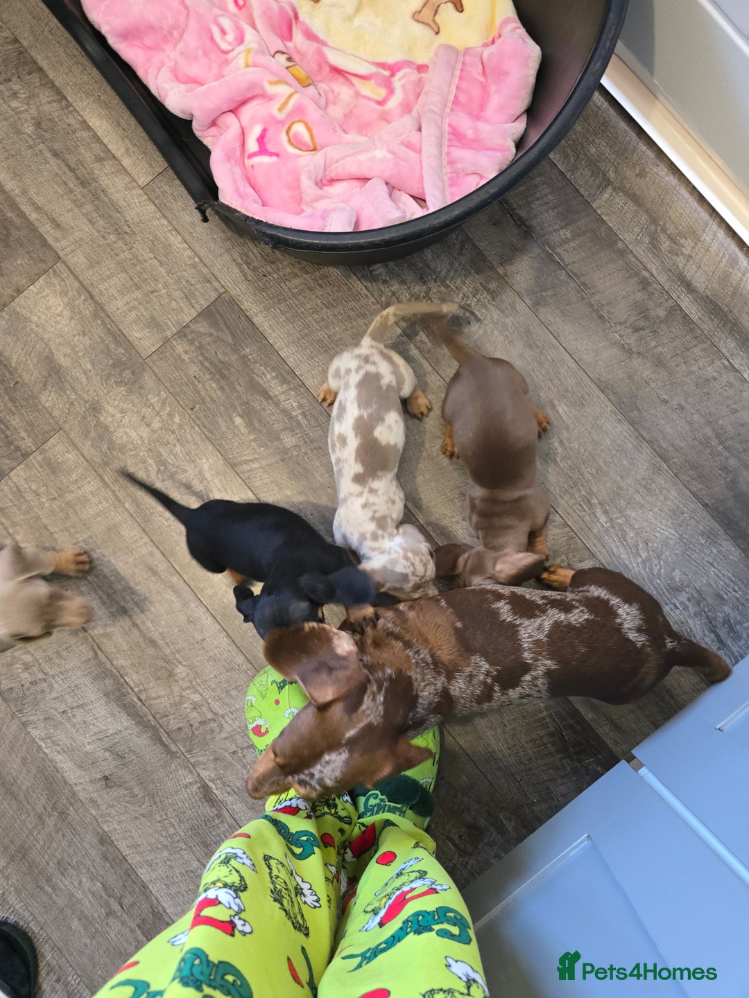 Dachshund dogs for sale: 4 beautiful dachshund boy puppies  - Advert 24