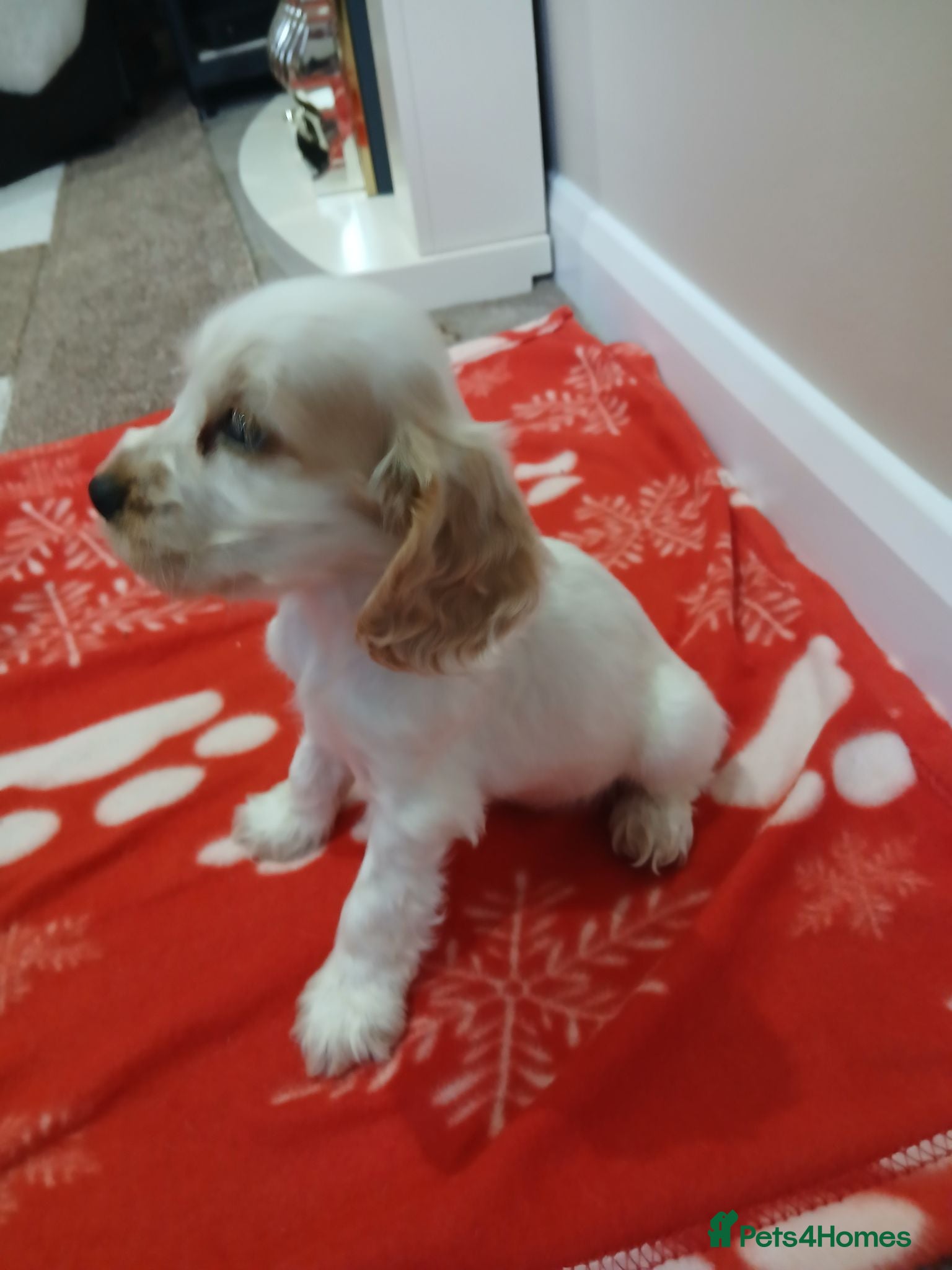 Cocker Spaniel dogs Kc registered show type spaniels  - Advert 2