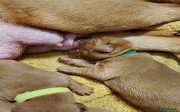 Labrador Retriever dogs for sale: KC Fox Red Labrador Pups *Ready for home 20/12/25* - Image 13