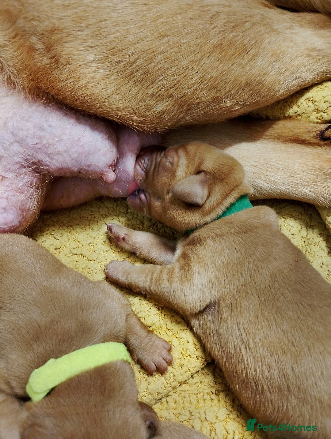 Labrador Retriever dogs for sale: KC Fox Red Labrador Pups *Ready for home 20/12/25* - Image 13