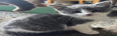 Short hair grey and white - female 