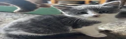 Mixed Breed cats for sale: Gorgeous grey kittens  - Advert 6