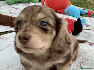 Miniature Dachshund dogs Long Haired Miniature Dachshund Pups for Sale - Advert 4