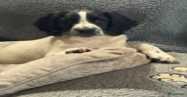 English Springer Spaniel dogs - Advert 3