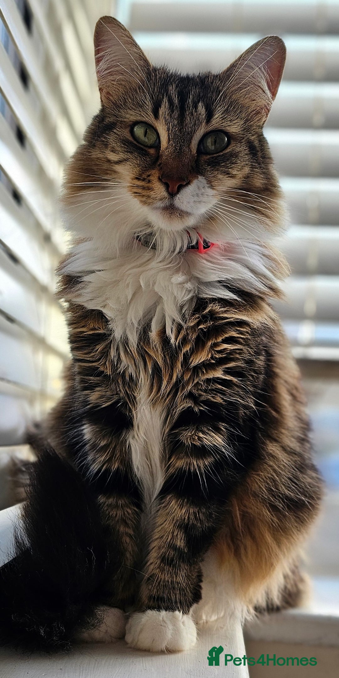 Mixed Breed cats for sale: Stunning girl looking for a loving home - Image 1