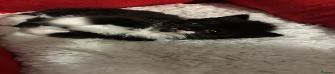 Mixed Breed Kitten 3