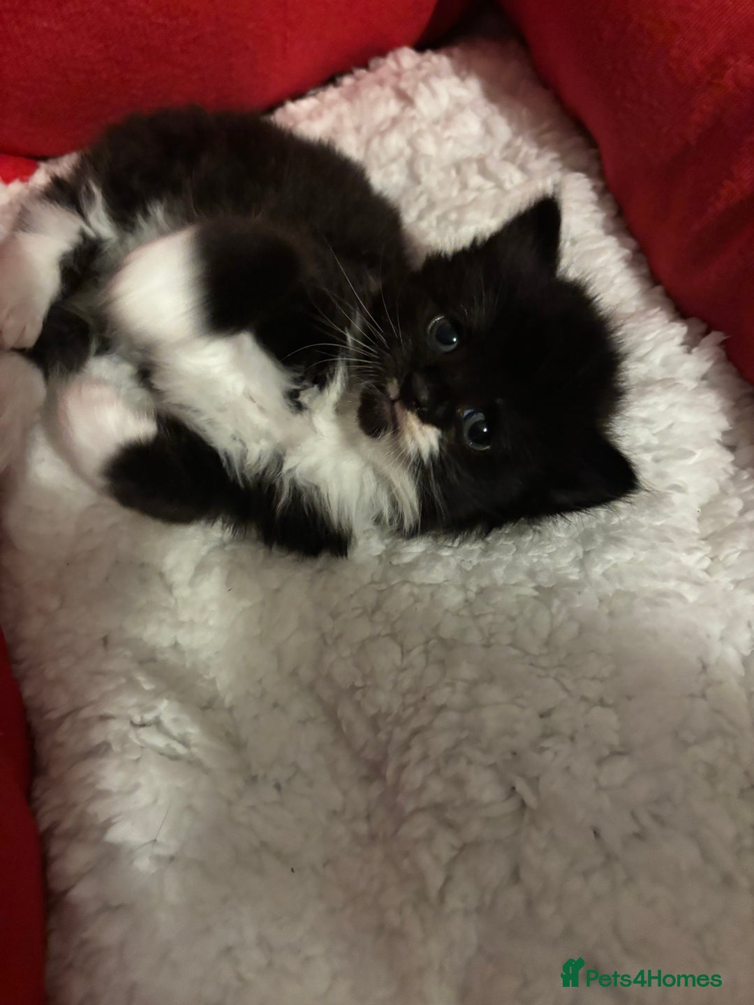 Mixed Breed cats for sale: Maine coon/ BomBay kittens  - Image 3