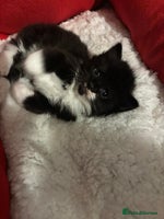 Mixed Breed cats - Advert 7