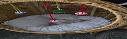 British Shorthair cats for sale: GCCF Registered British Shorthair kittens  - Advert 7