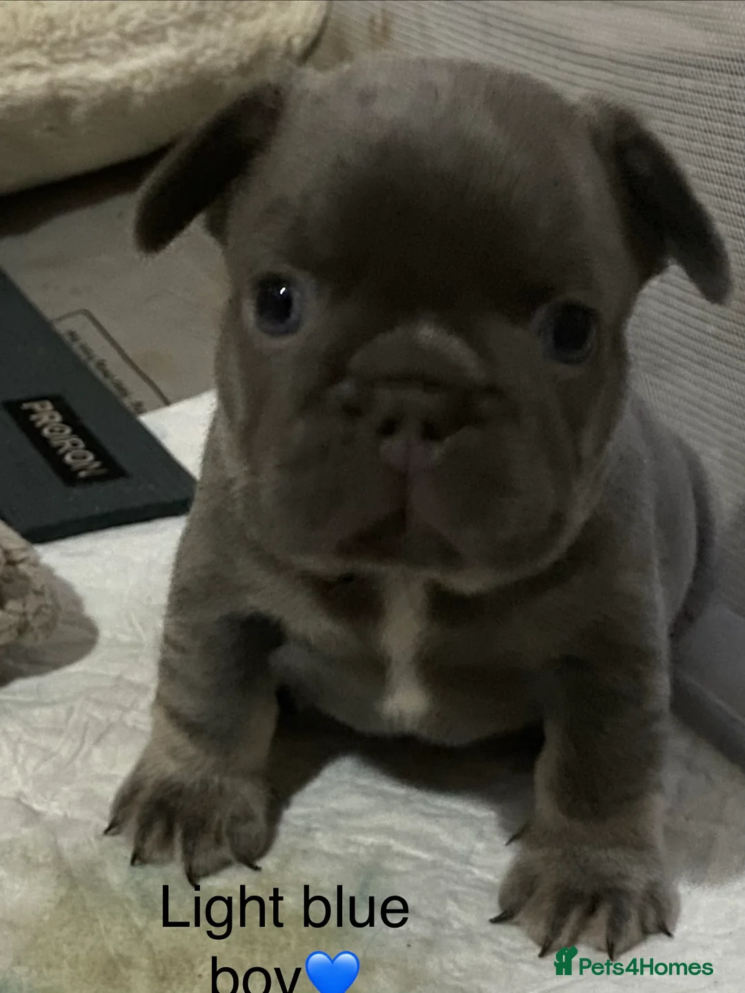 French Bulldog dogs for sale: French bulldog puppies - Advert 6