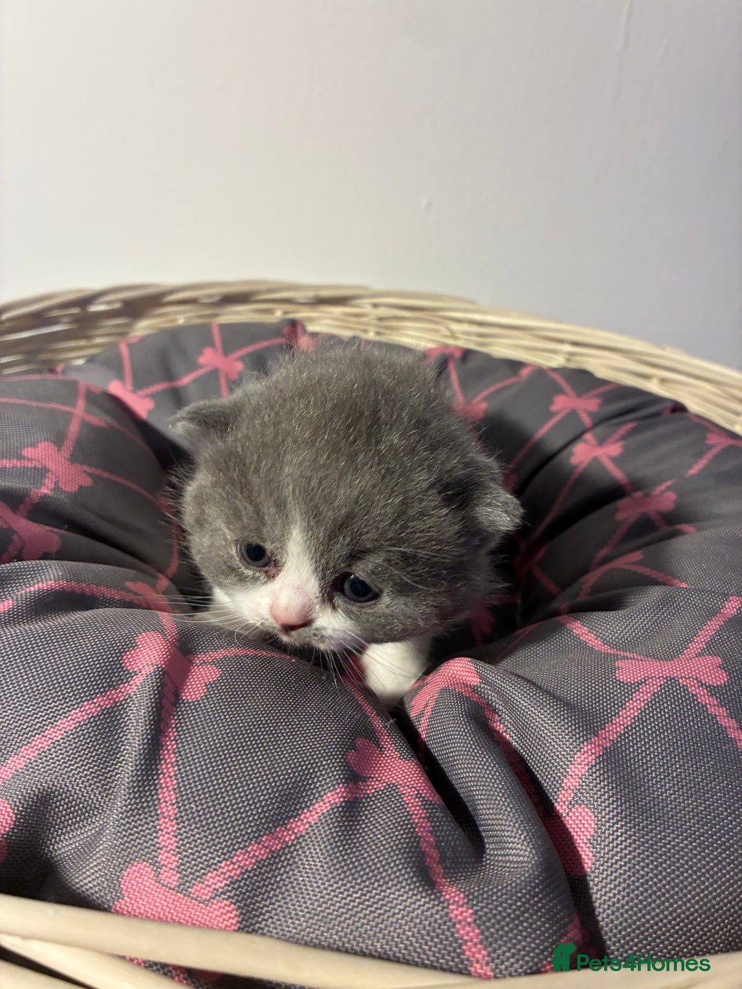 British Shorthair cats for sale: 5 BSH TICA REGISTERED KITTENS - Advert 26