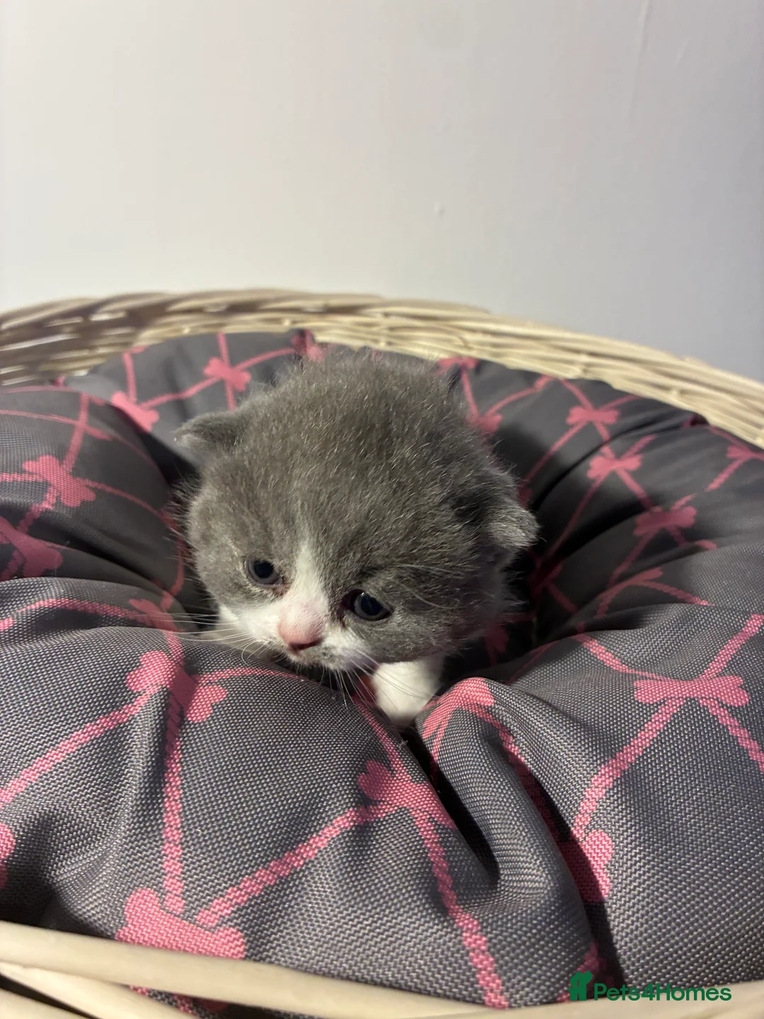 British Shorthair cats for sale: LAST 1 REMAINING BSH TICA KITTENS - Advert 17