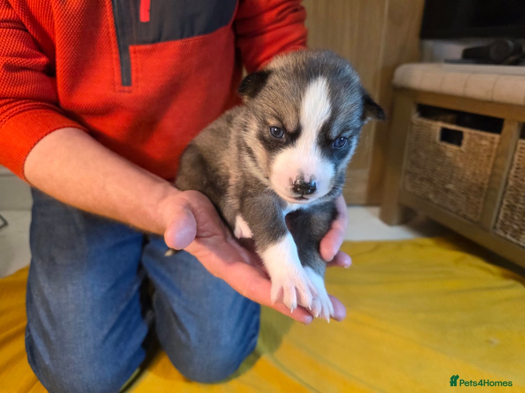 Siberian Husky dogs for sale: Siberian husky pups  - Advert 12