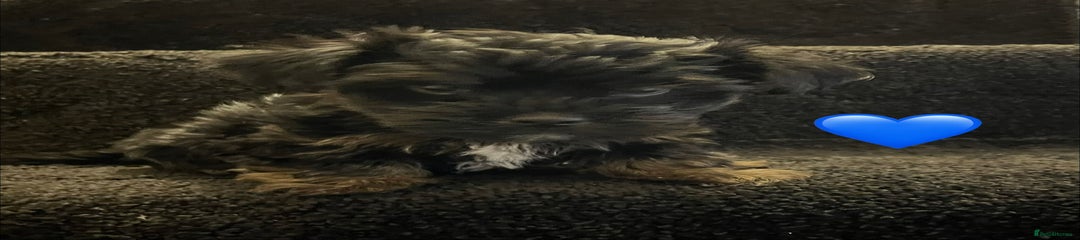 Yorkshire Terrier Puppy 2