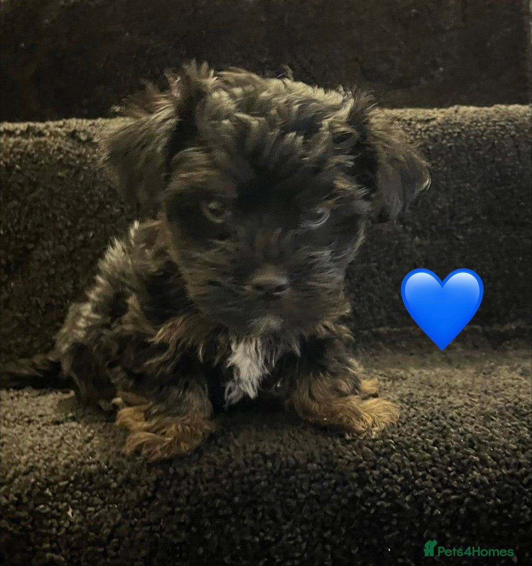 Yorkshire Terrier dogs for sale: Stunning Yorkshire Terrier puppies  - Image 4