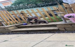 American Bully dogs for sale: Pocket Bully - Image 1