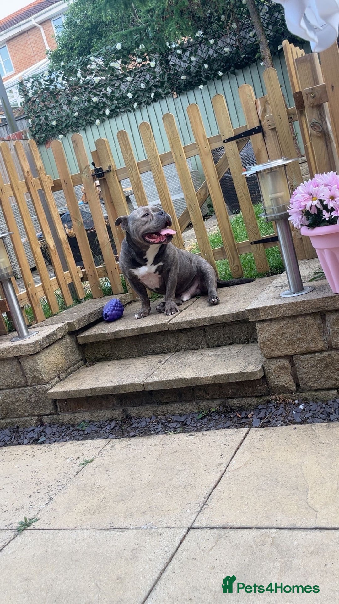 American Bully dogs for sale: Pocket Bully - Image 1