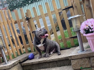 American Bully dogs - Advert 17