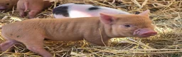 Pig livestock for sale: 🐷 MINI PIGLETS LOOKING FOR THEIR FOREVER HOMES 🐷 - Advert 6